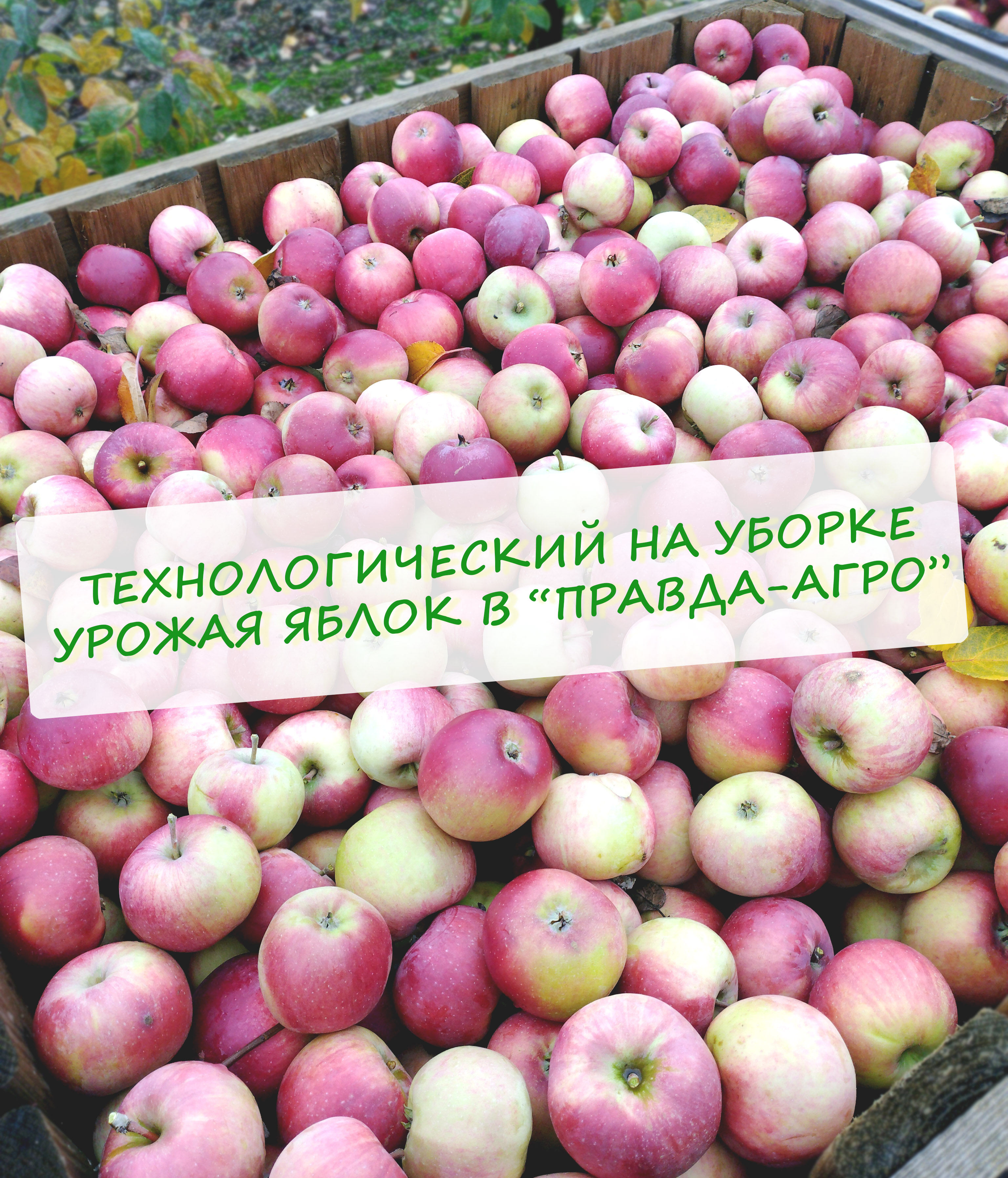 Яблоки – волшебный фрукт