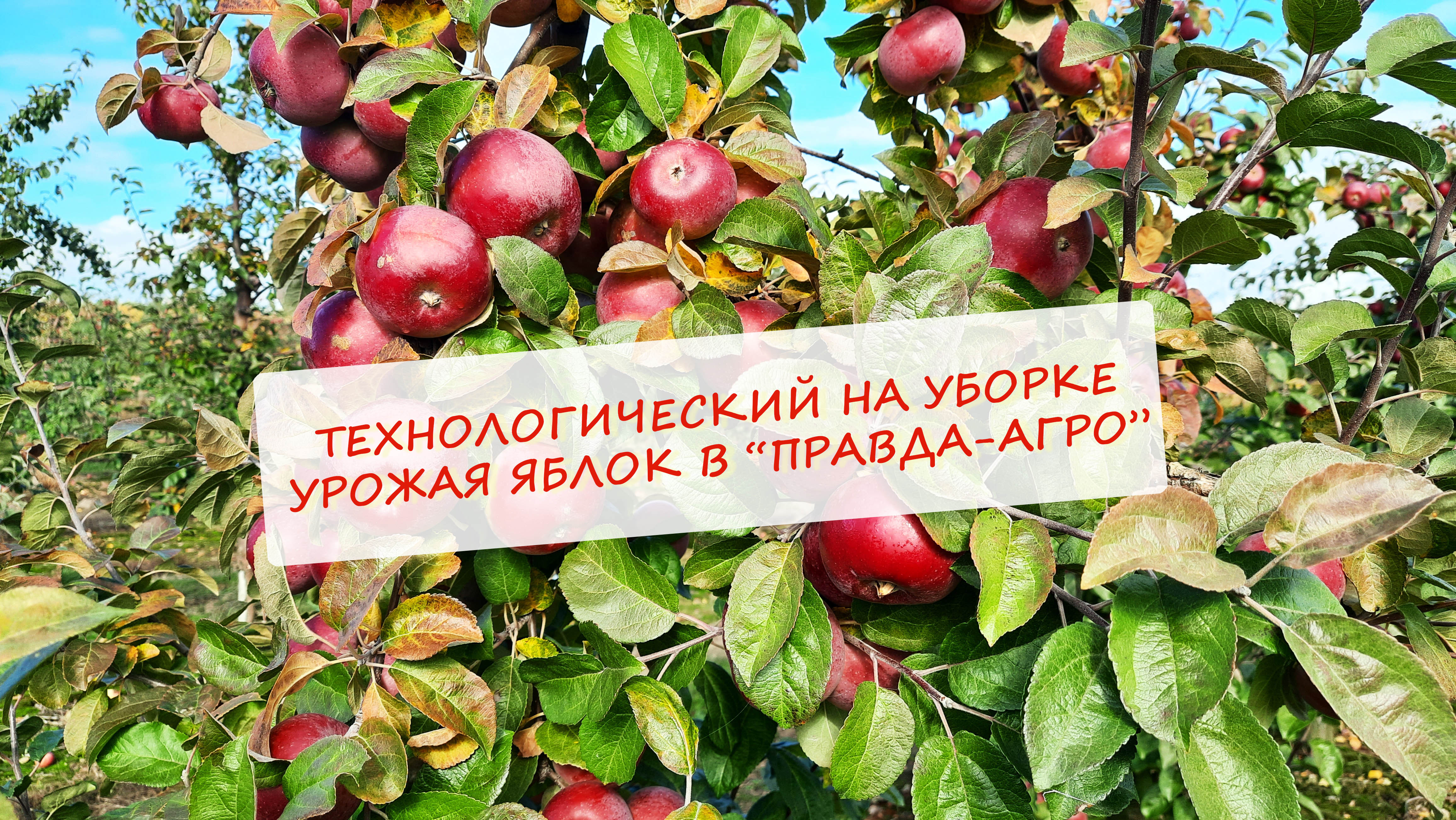 Осень. Солнце. Яблоки…