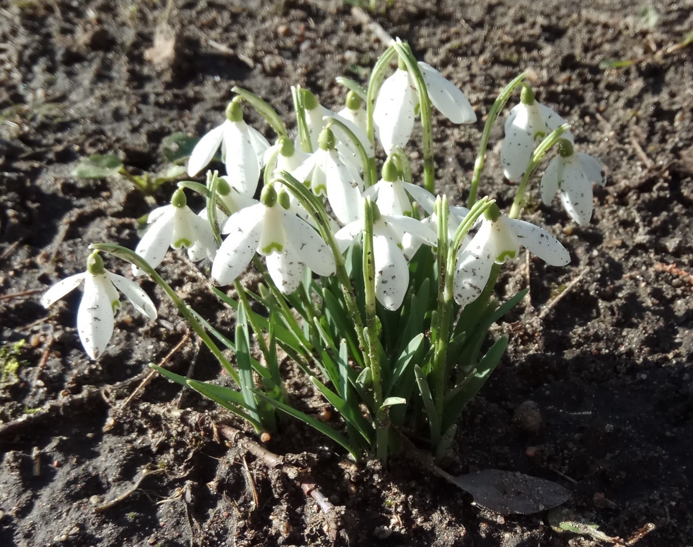 СА СВЯТАМ 8 САКАВІКА!